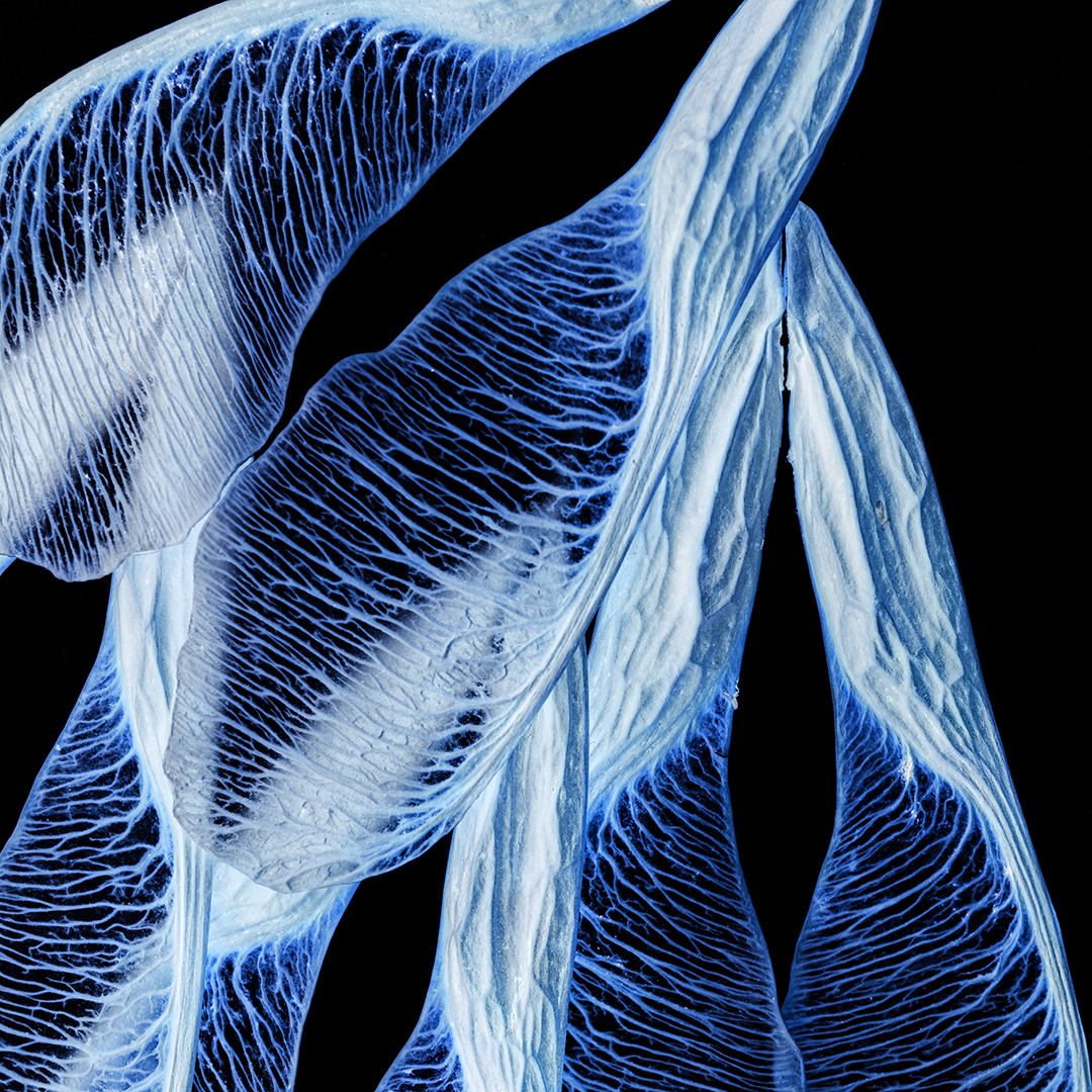 Blue Tree Seeds